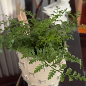 Photo of the plant species Norfolk Island Spleenwort by @Elephantears named Winston on Greg, the plant care app
