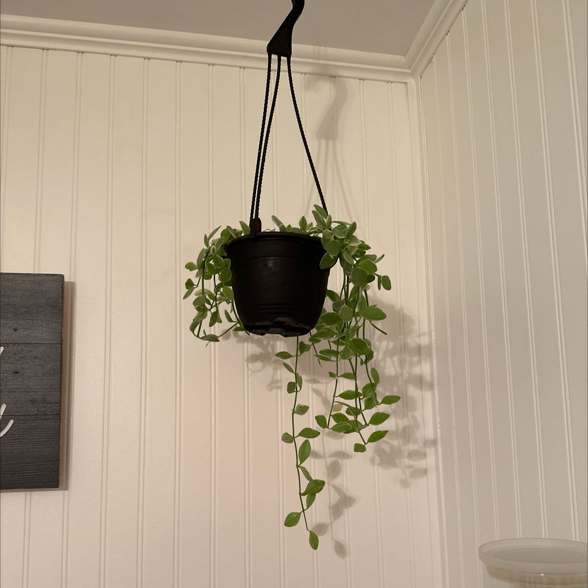 Hanging String of Nickels plant in a black pot with green leaves.