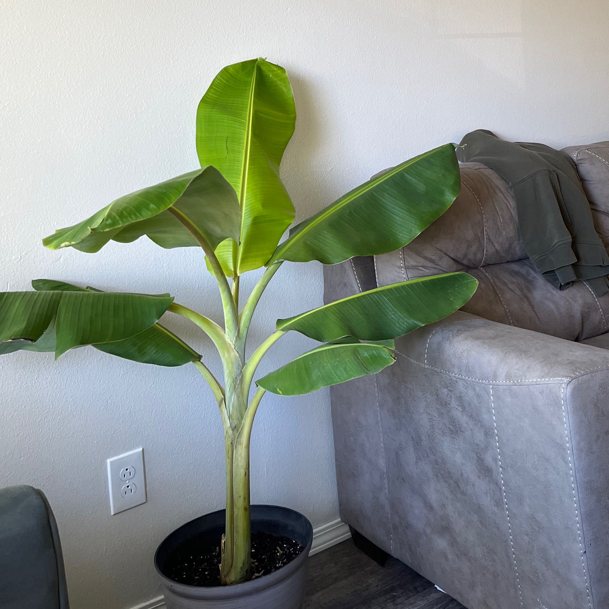 Photo of the plant species Banana by @ChipperEmoryoak named Oldest plant child on Greg, the plant care app