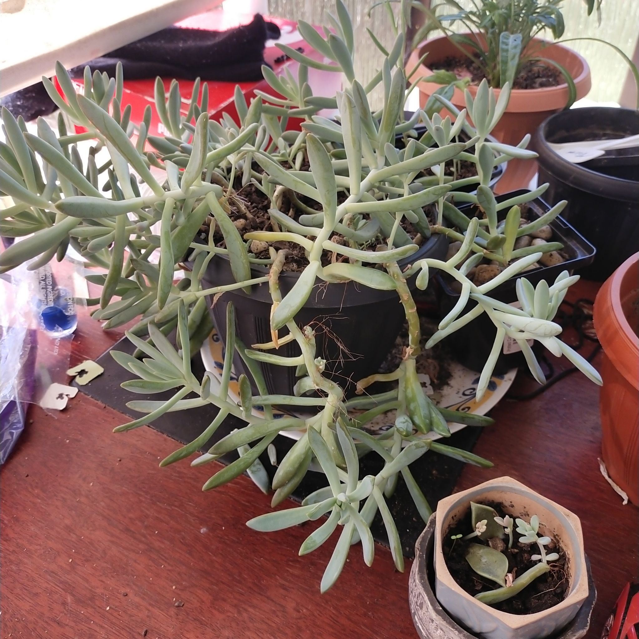Pachyphytum 'Starburst' succulent in a pot on a wooden surface with other plants in the background.