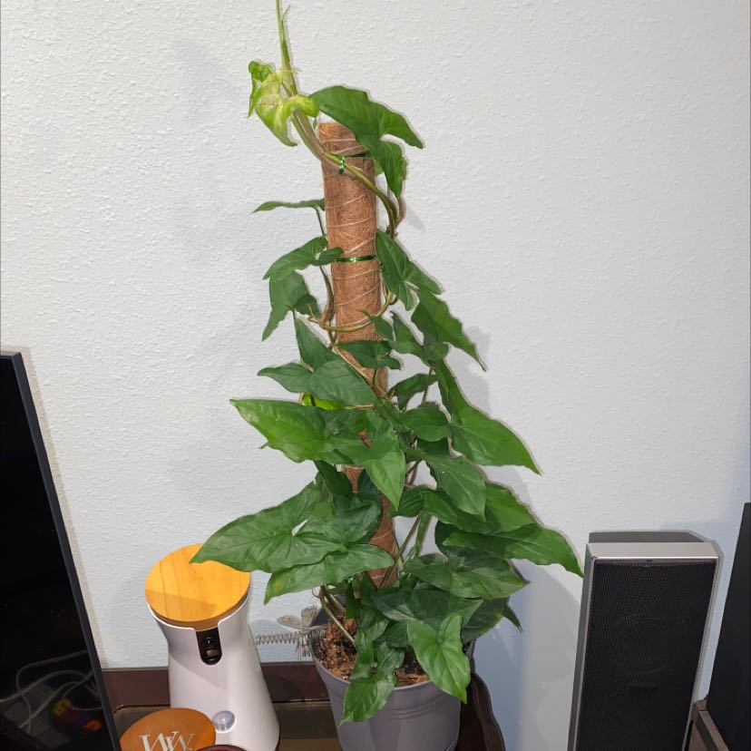 Photo of the plant species Syngonium steyermarkii by @CivicRiberry named Beans on Greg, the plant care app