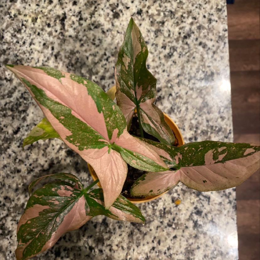 Photo of the plant species Strawberry Splash Arrowhead Plant by @CivicRiberry named Berry on Greg, the plant care app