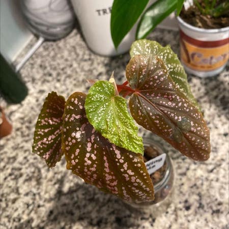 Photo of the plant species Angel Wing Begonia 'Miss Mummy' by Civicriberry named Castielle on Greg, the plant care app