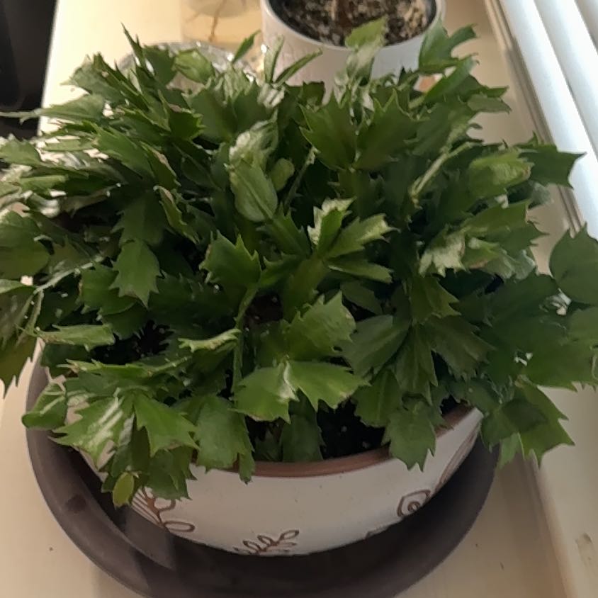 Photo of the plant species False Christmas Cactus by @LavenderFields named Santa on Greg, the plant care app