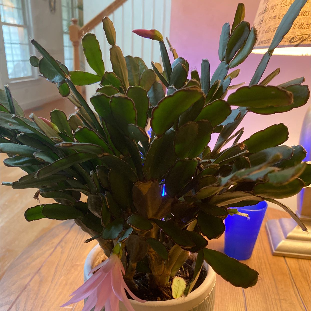 Photo of the plant species Schlumbergera × graeseri by @LavishWaxplant named Your plant on Greg, the plant care app