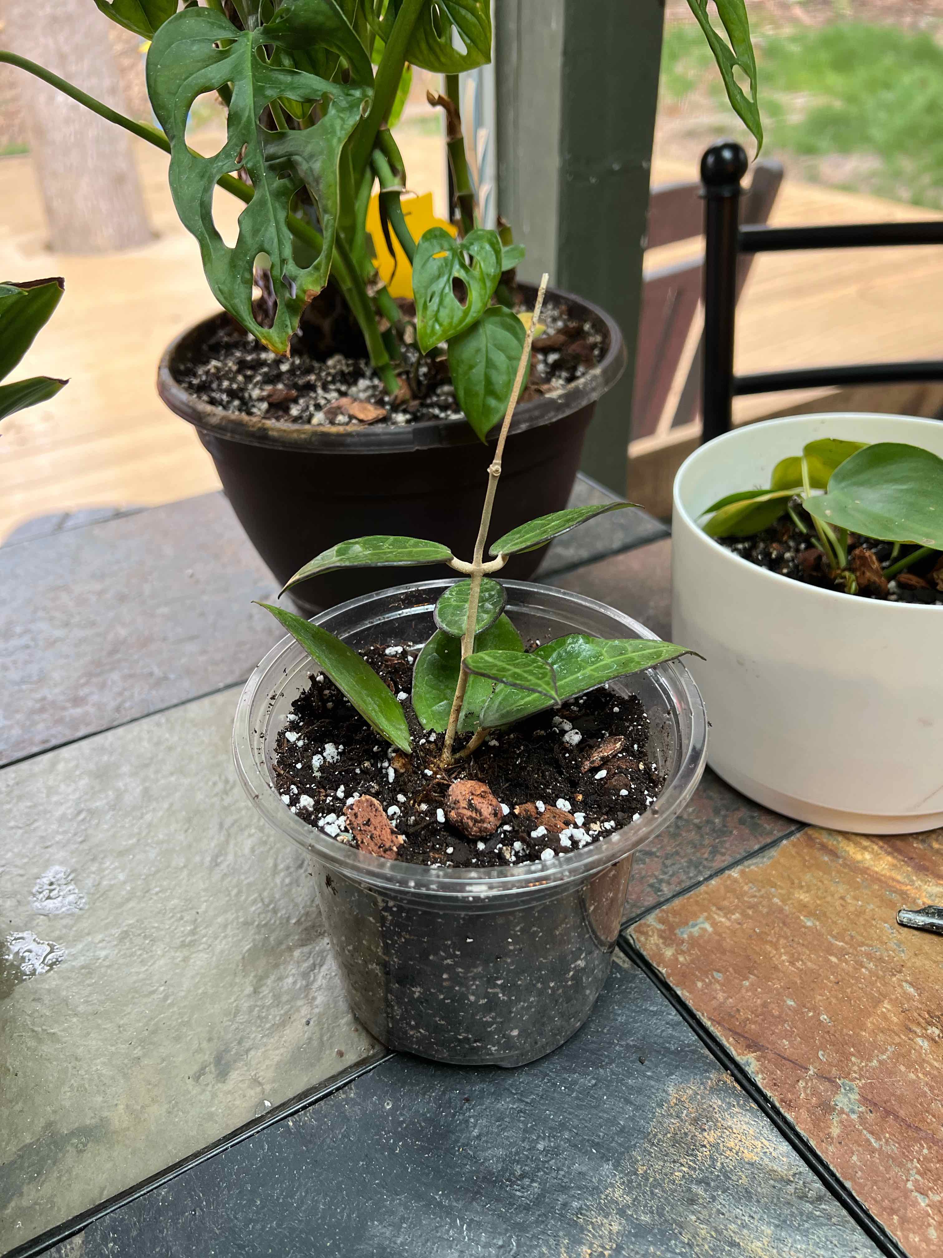 Hoya parasitica 'Black Margin' plant in a clear plastic pot with visible soil.