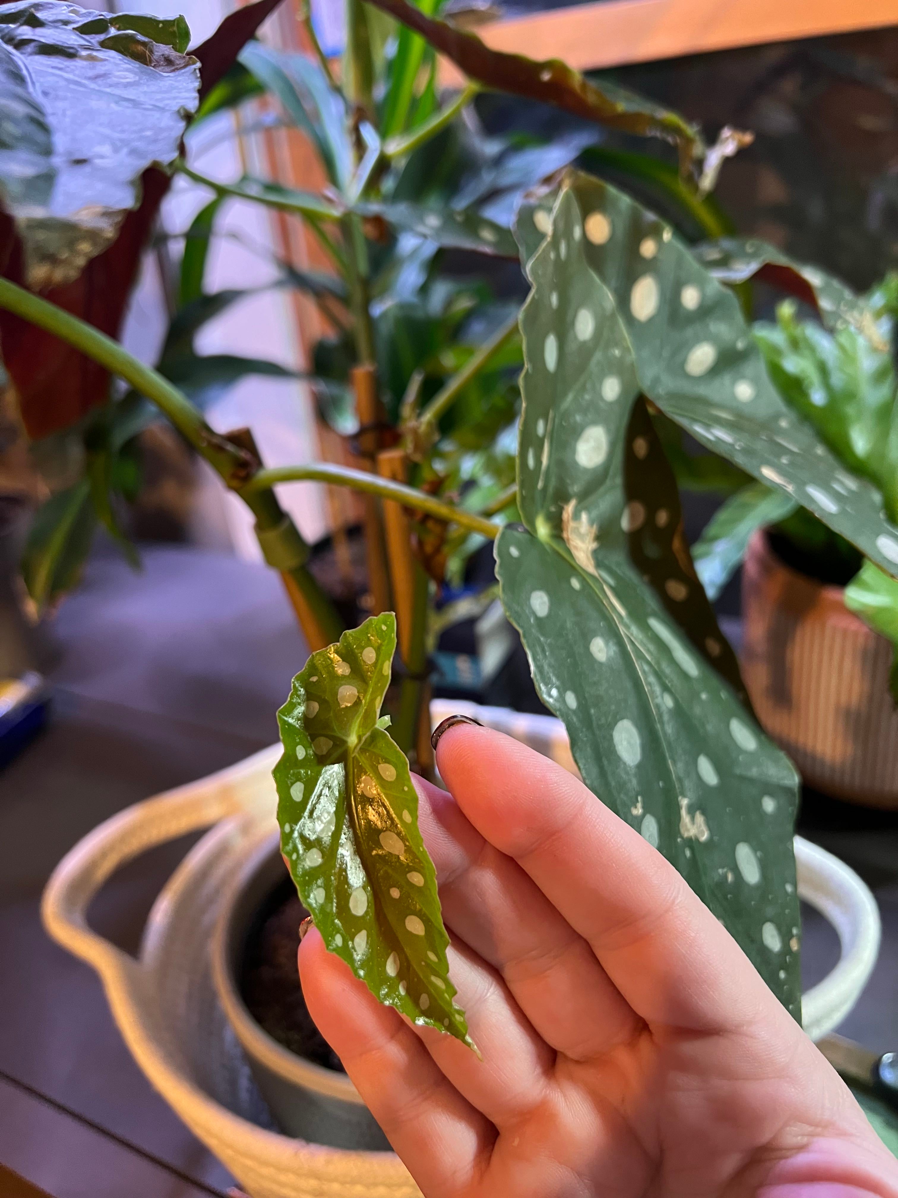 💃 Why Are My Polka Dot Begonia Leaves Falling Over?