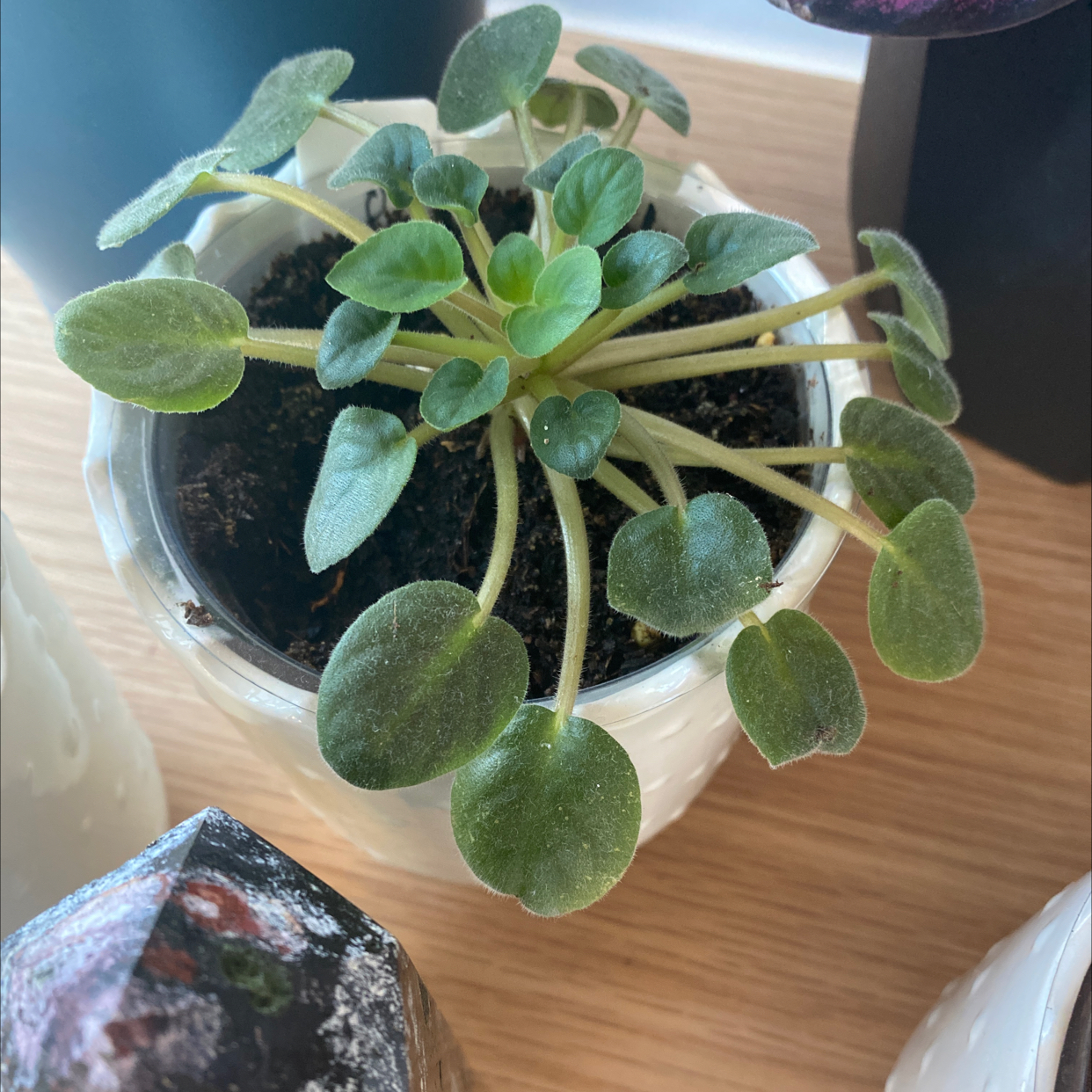 Photo of the plant species African Violet Monet by @TryRedbean named African Violet Monet on Greg, the plant care app