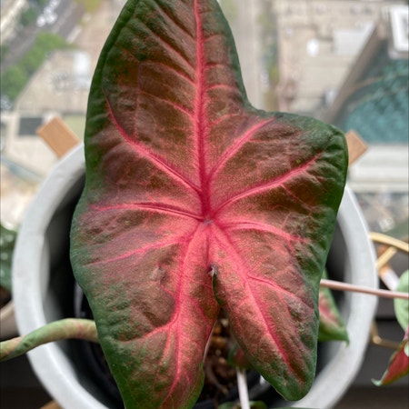 Photo of the plant species Brandywine Caladium by Tryredbean named Red Belly on Greg, the plant care app