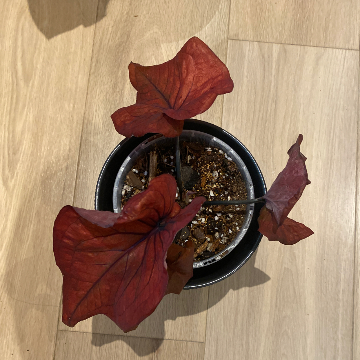 Photo of the plant species Caladium Burning Heart by @TryRedbean named Caladium Burning Heart on Greg, the plant care app