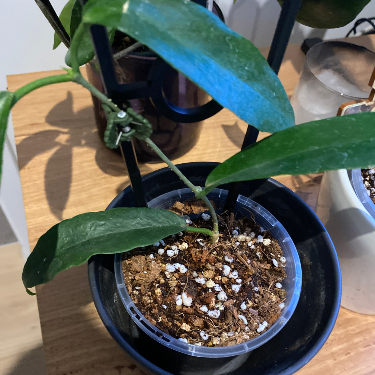 Photo of the plant species Hoya macgillivrayi by @TryRedbean named Hoya macgillivrayi ‘Langkelly Ck Qld’ on Greg, the plant care app