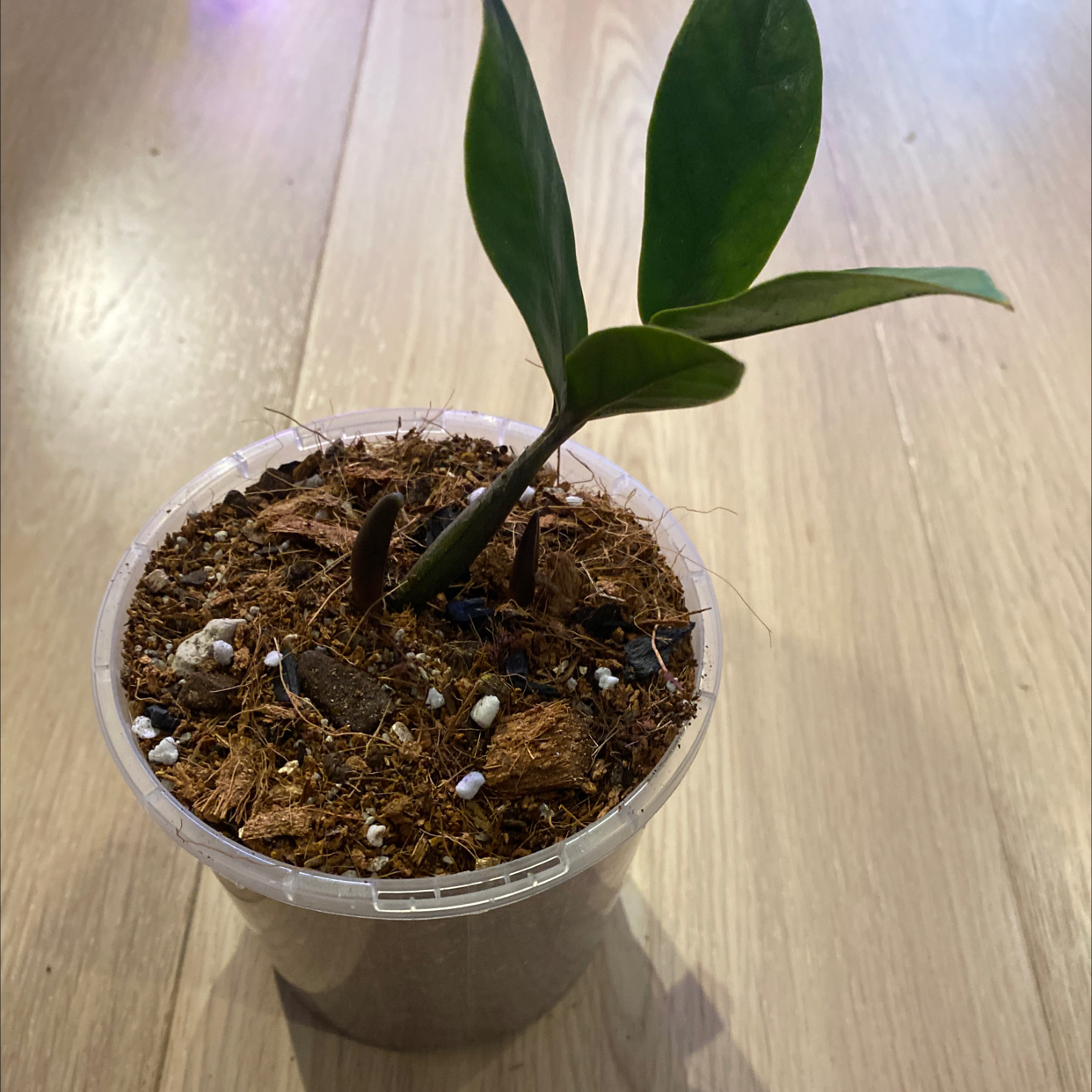 Young Cardboard Palm plant in a clear plastic pot with visible soil and healthy green leaves.