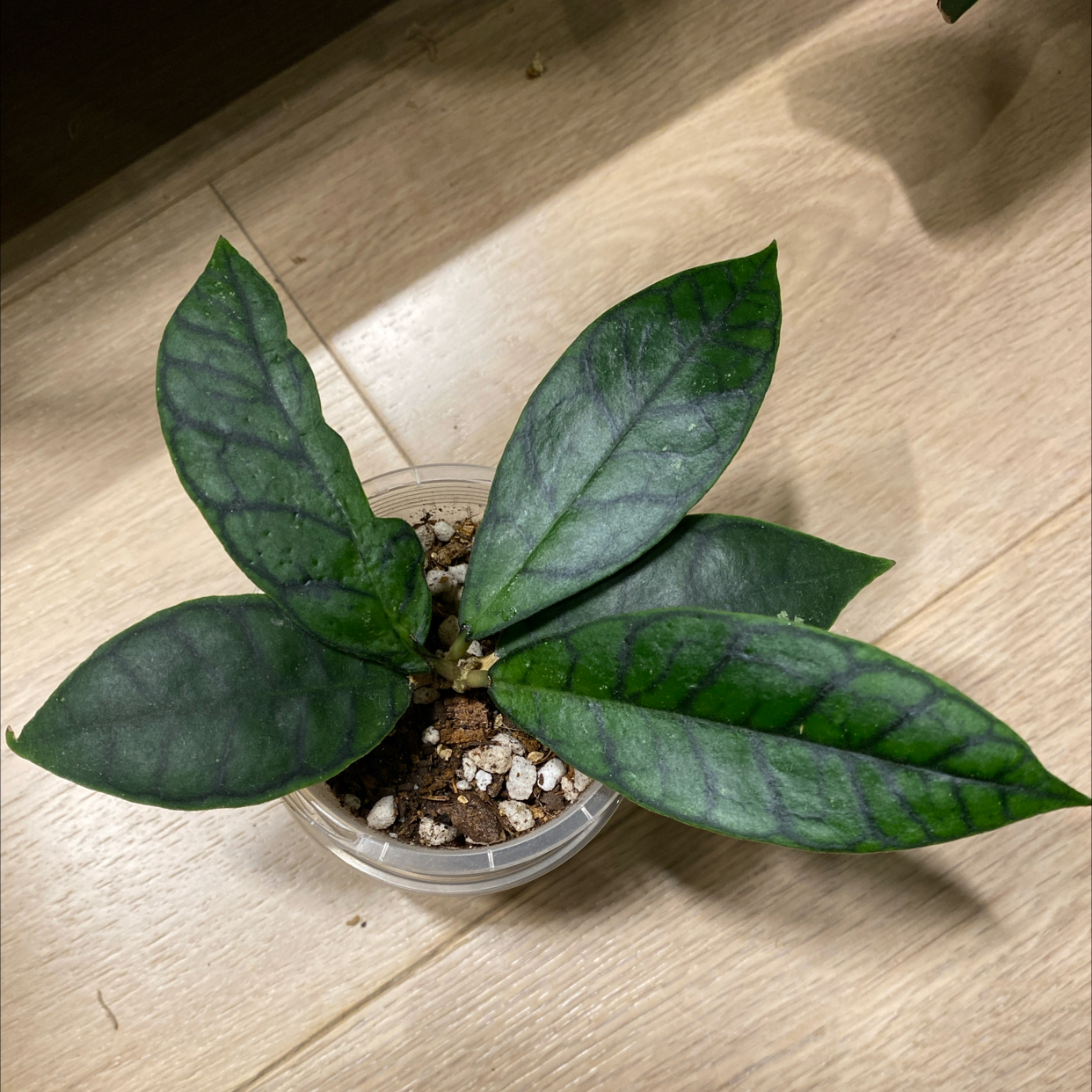 Stiff Leafed Hoya plant in a small pot with healthy green leaves.