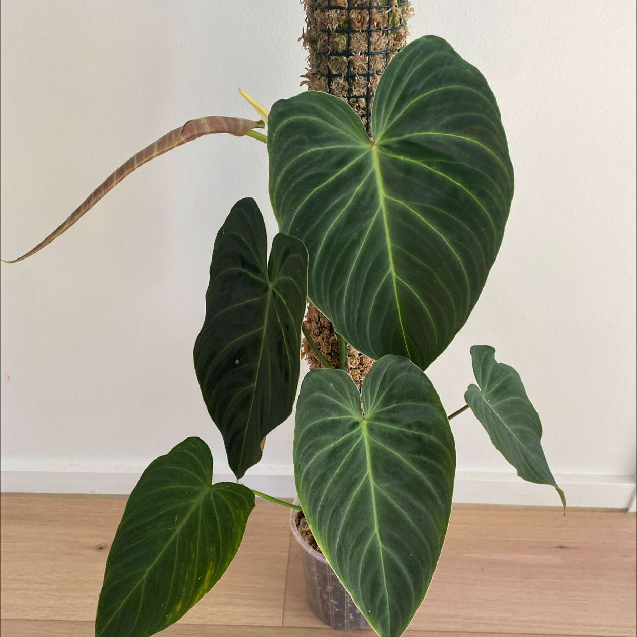 Philodendron Splendid plant with large, dark green leaves and prominent veins.