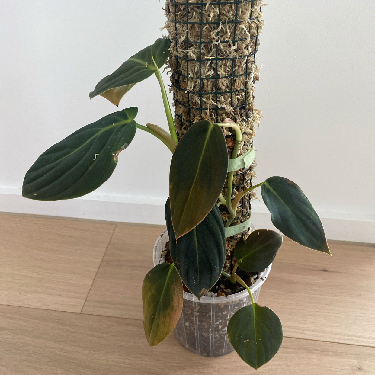 Philodendron gigas plant supported by a moss pole in a clear container with visible soil.