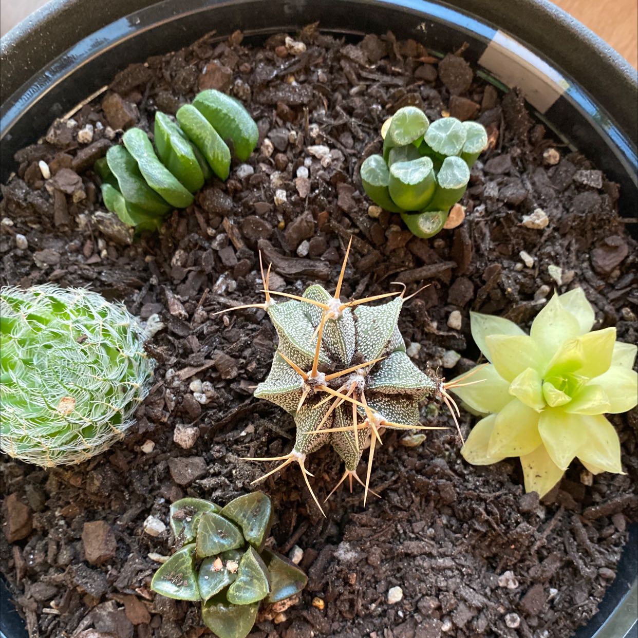 Photo of the plant species Gold Haworthia by @TryRedbean named Golden Howarth on Greg, the plant care app