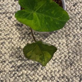 Photo of the plant species Colocasia 'Royal Hawaiian Maui Gold' by @TryRedbean named Colocasia ‘Lime Gecko’ on Greg, the plant care app