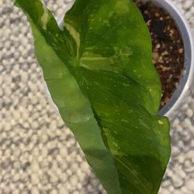 Photo of the plant species Colocasia 'Milky Way' by @TryRedbean named Colocasia ‘Milky Way’ on Greg, the plant care app