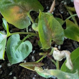 Photo of the plant species Maria Syngonium by @TryRedbean named Syngonium Maria on Greg, the plant care app