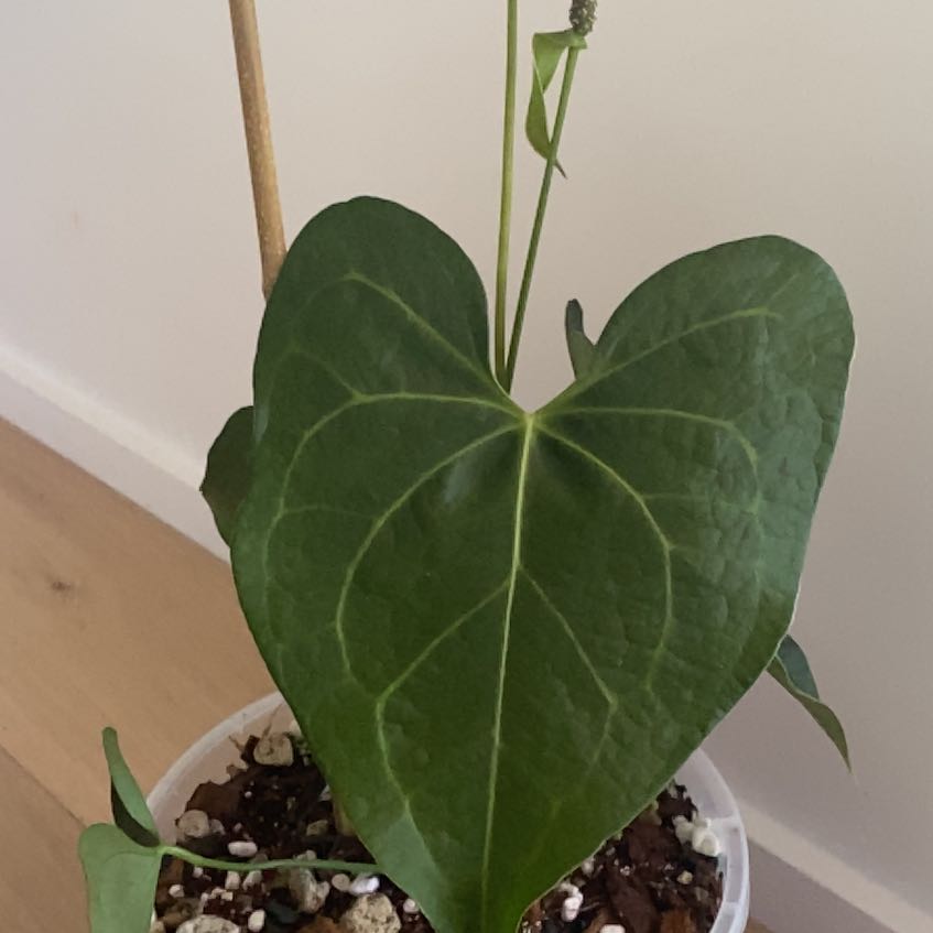 Photo of the plant species Anthurium leuconeurum by @TryRedbean named Anthurium leuconeurum on Greg, the plant care app