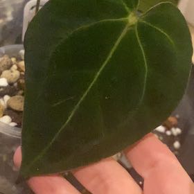 Photo of the plant species Anthurium hoffmannii by @TryRedbean named Anthurium Hoffmanii x X Forgetti x on Greg, the plant care app
