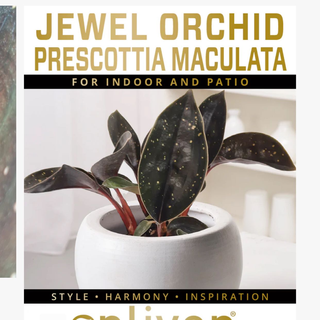 Photo of the plant species Jewel Orchid by @TryRedbean named Orchid jewel Prescottia Maculata on Greg, the plant care app