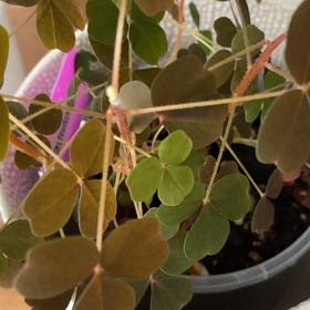 Photo of the plant species Volcanic Sorrel 'Zinfandel' by @TryRedbean named Oxalis Vulcanicola Zinfandel on Greg, the plant care app