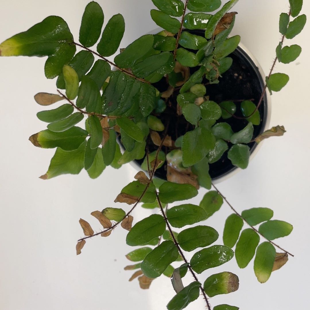 Sickle Fern