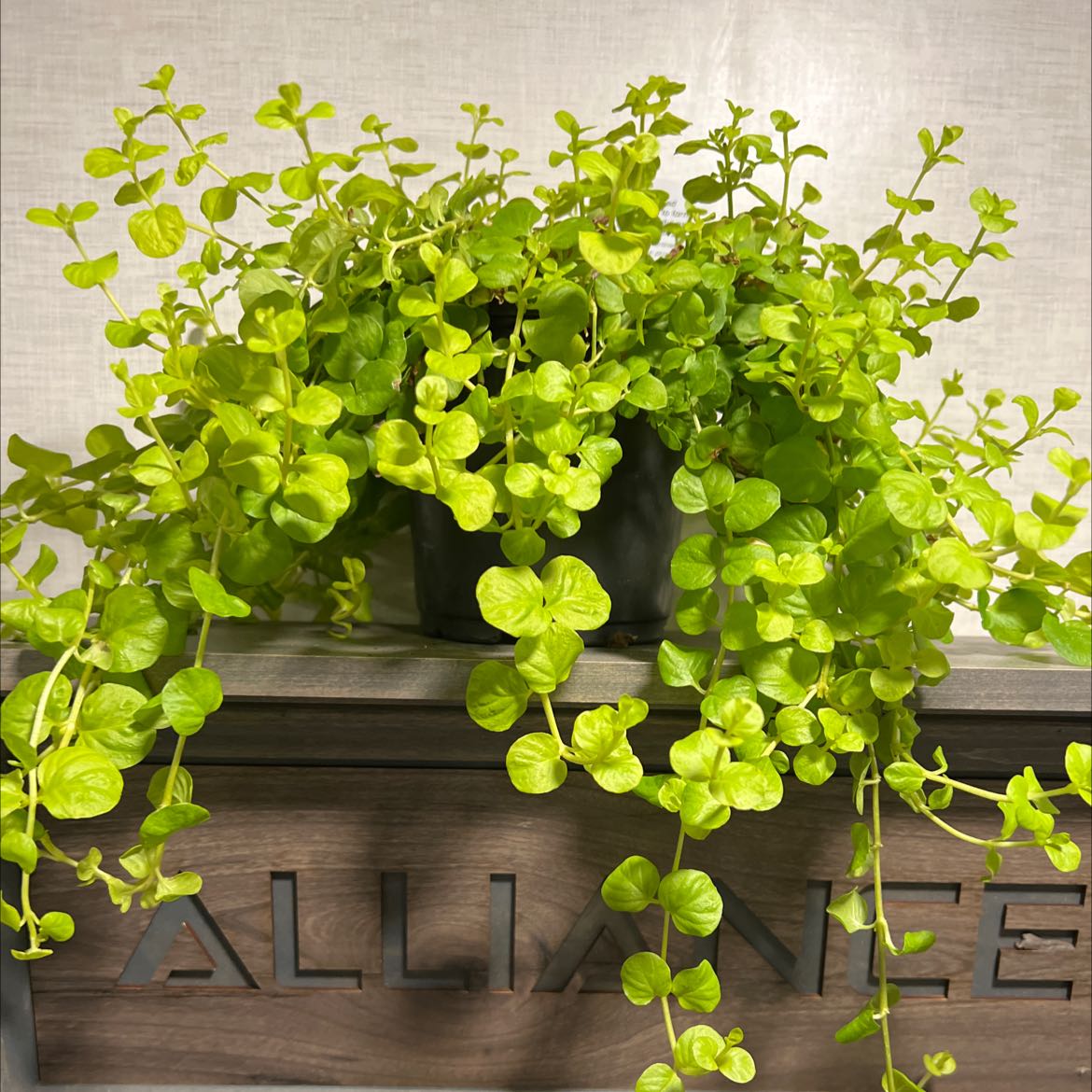 Photo of the plant species Creeping Jenny by @Pupihed named Twinkle beans on Greg, the plant care app