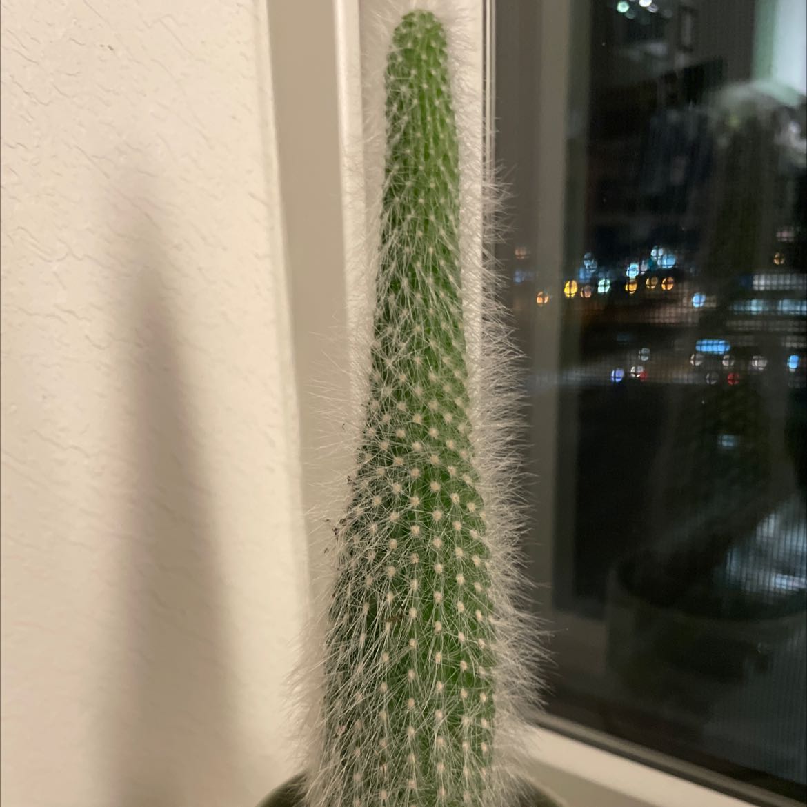 Peruvian Old Man Cactus with white, hair-like spines in a pot by a window.