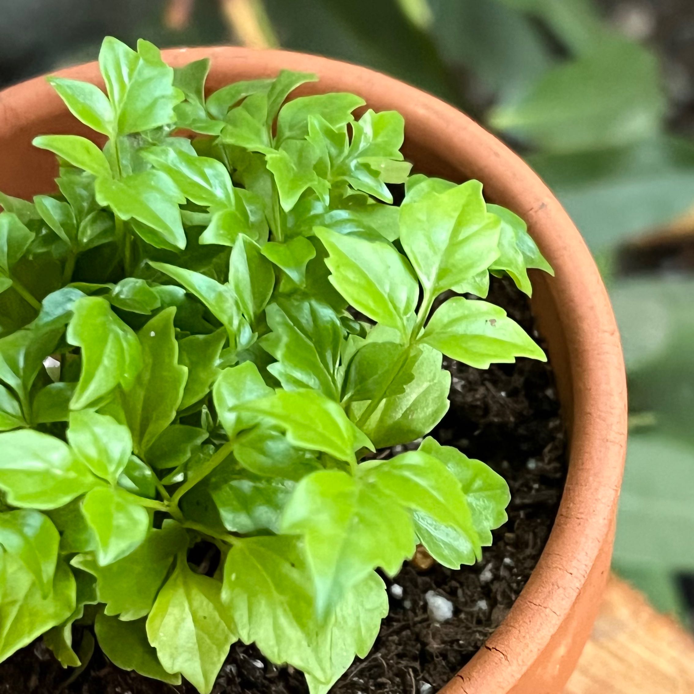 Photo of the plant species China Doll Plant by @GrownCocoplum named Ronaldo on Greg, the plant care app