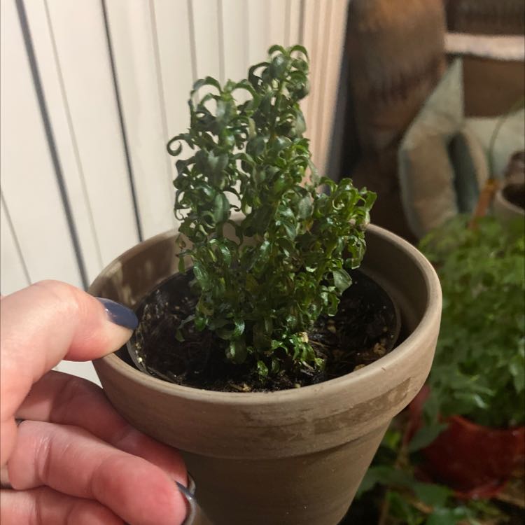 Photo of the plant species Dotted Thyme-Moss by @WinSicklepod named Your plant on Greg, the plant care app