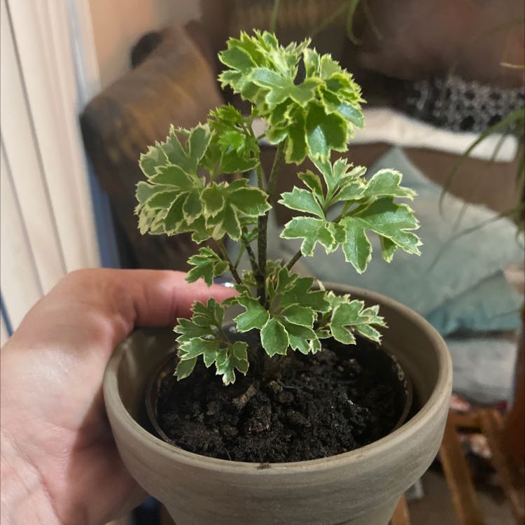 Photo of the plant species Ming Aralia by @WinSicklepod named Your plant on Greg, the plant care app