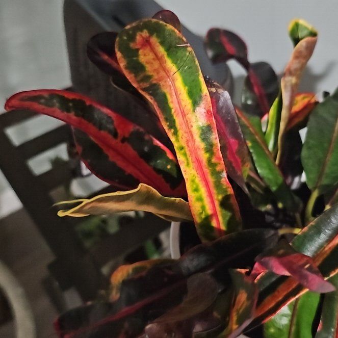 Photo of the plant species Bush on Fire Croton by @StoutRosegrape named Blaze on Greg, the plant care app
