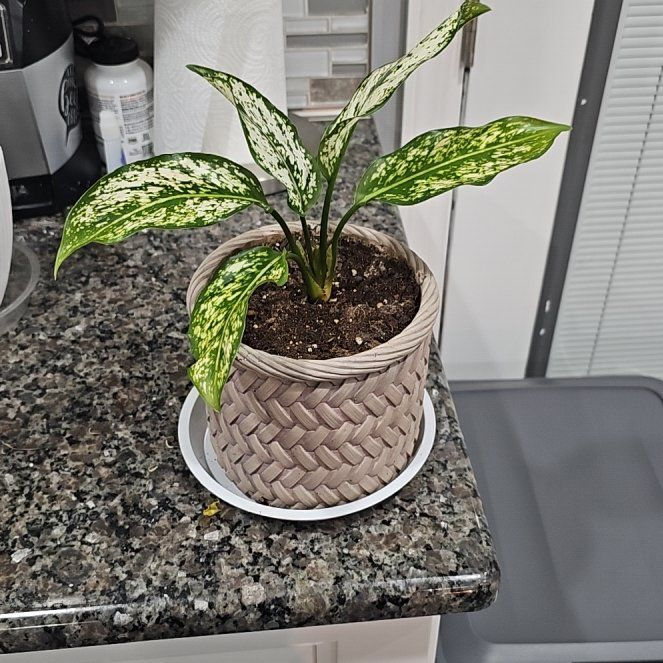 Photo of the plant species First Diamond by @StoutRosegrape named Chow Mein on Greg, the plant care app