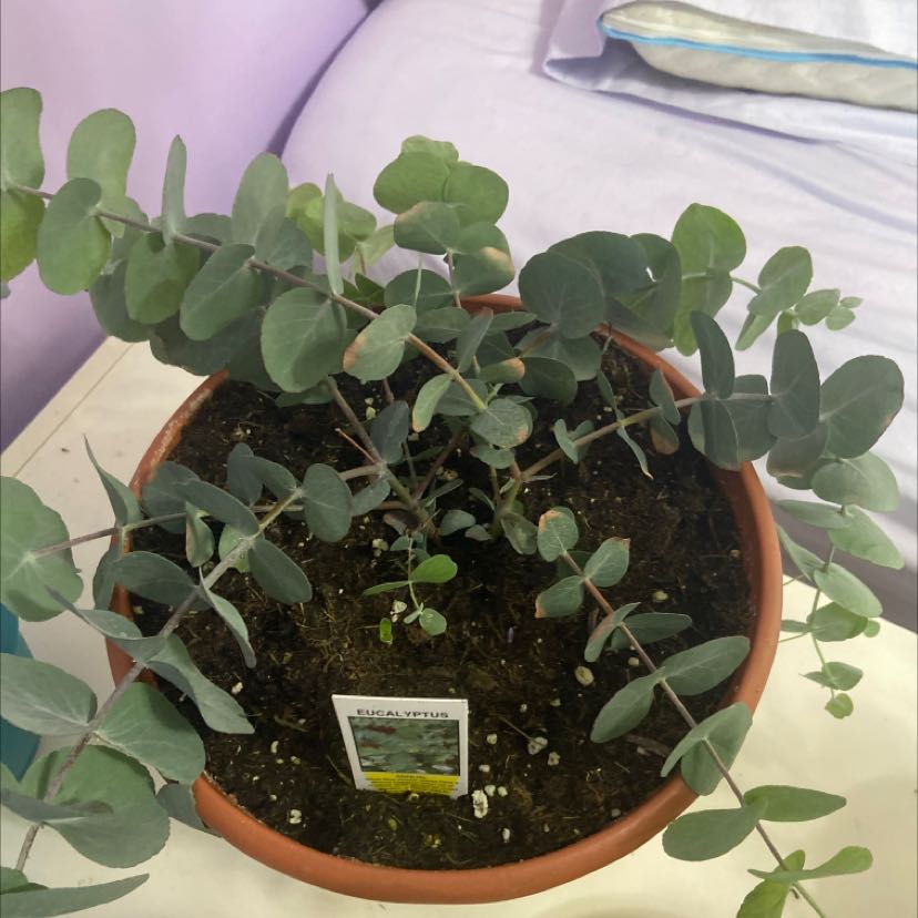 Healthy silver dollar tree plant growing in a pot, with lush green round leaves and no signs of disease or discoloration.