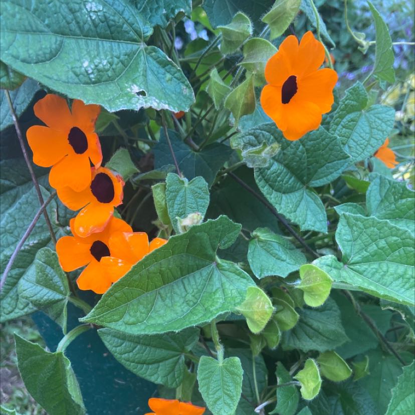 Blackeyed Susan Vine with vibrant orange flowers and healthy green leaves.