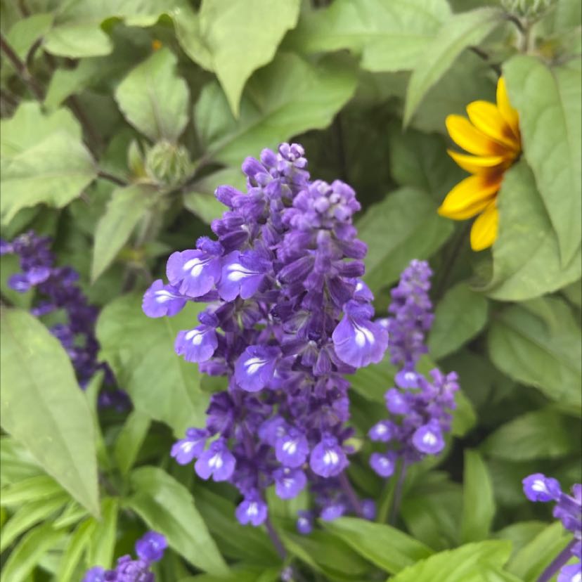Mealycup Sage with vibrant purple flowers and a yellow flower in the background.