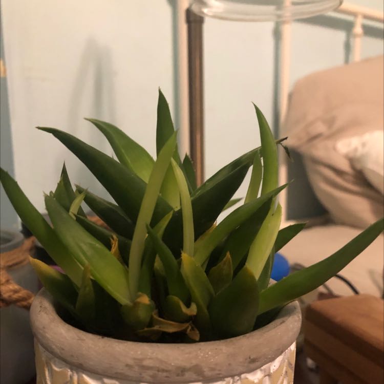 Photo of the plant species Haworthia angustifolia 'Baylissii' by @TopCosmobaby named Pax on Greg, the plant care app
