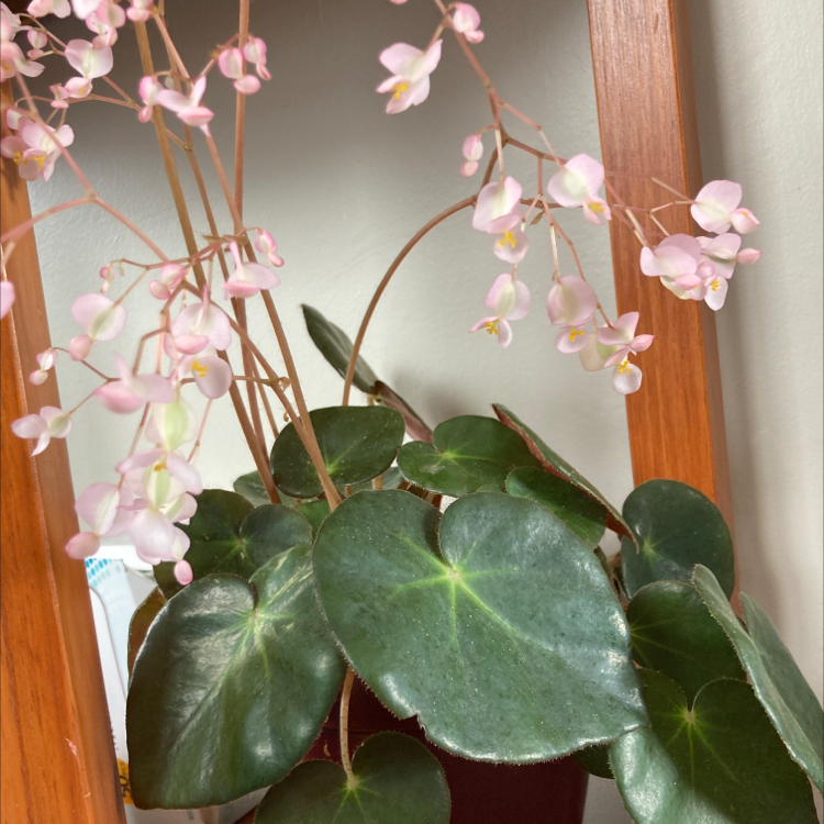 Plant care for Begonia hydrocotylifolia on Greg, the plant care app