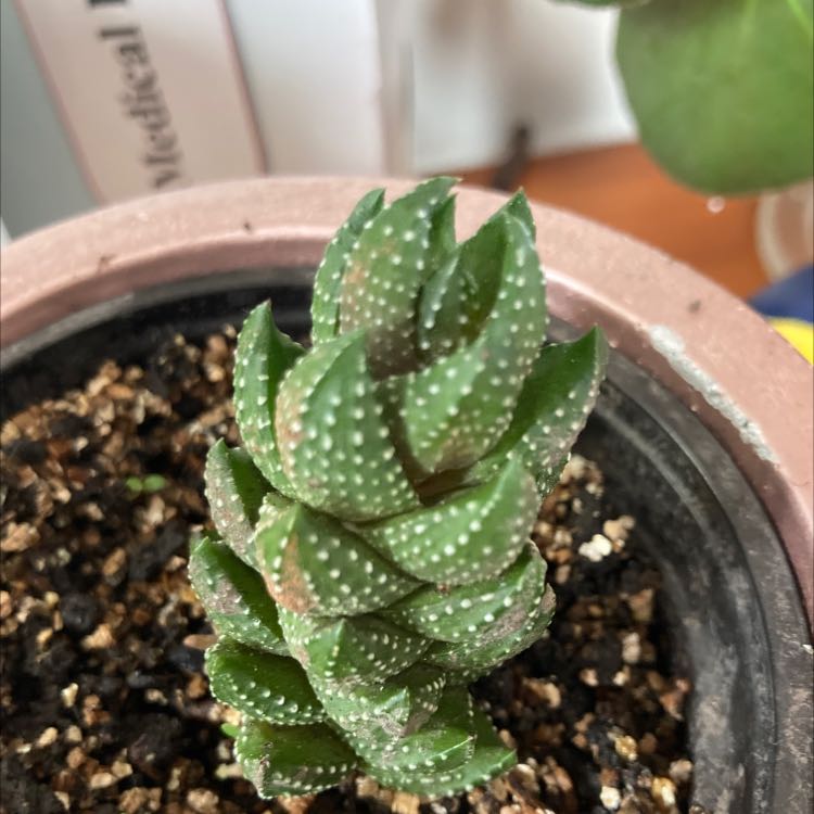 Haworthiopsis coarctata plant in a pot with visible soil, healthy and well-framed.