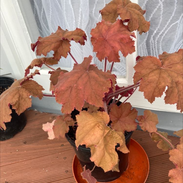 Photo of the plant species Foam Flower by @SuperduperHope named Red hood on Greg, the plant care app