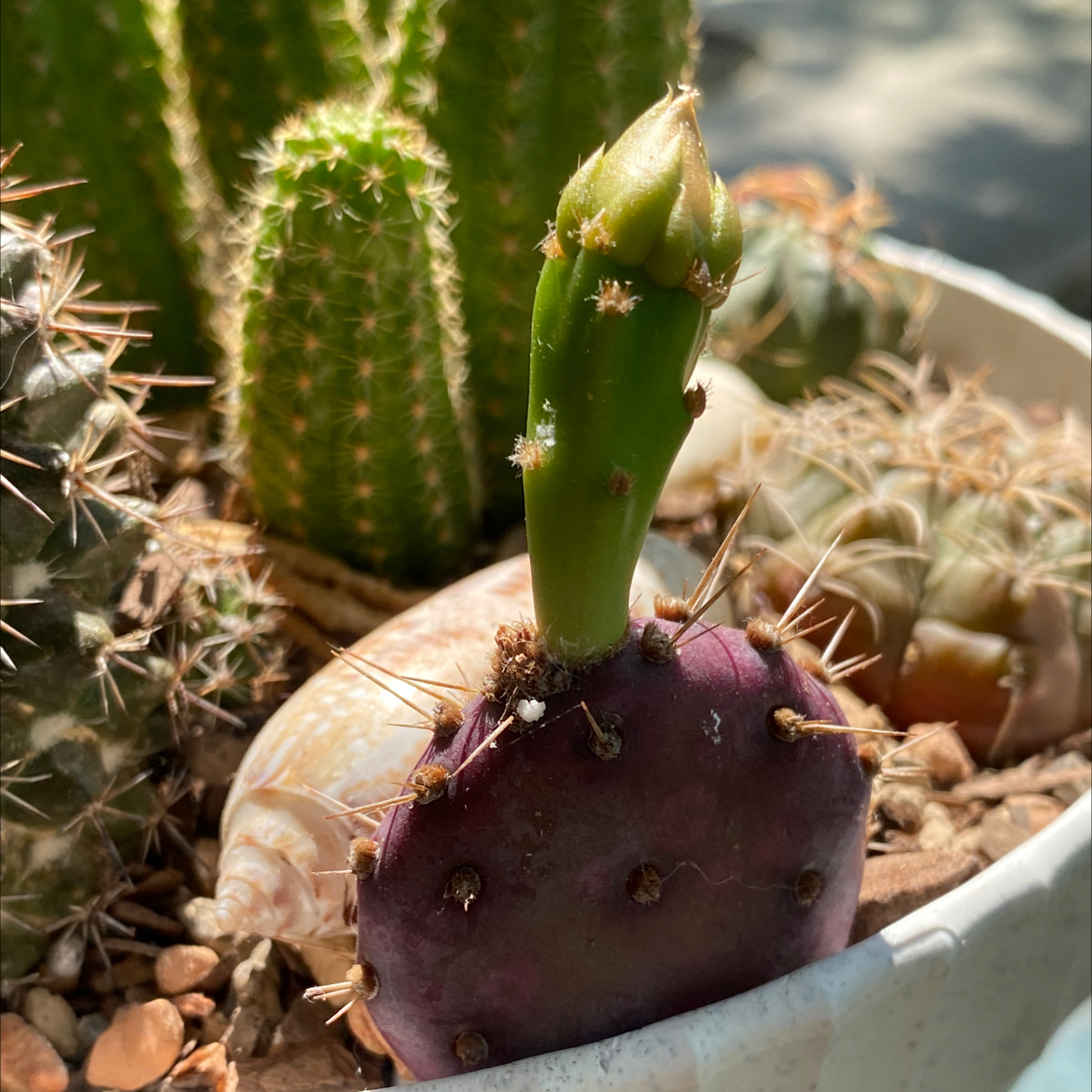 Violet Prickly Pear cactus in a pot with other cacti, well-framed and in focus.