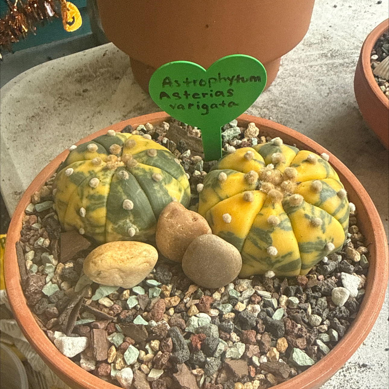 Photo of the plant species Sea Urchin Cactus by @NightBloom named Variegated. SandDollar on Greg, the plant care app