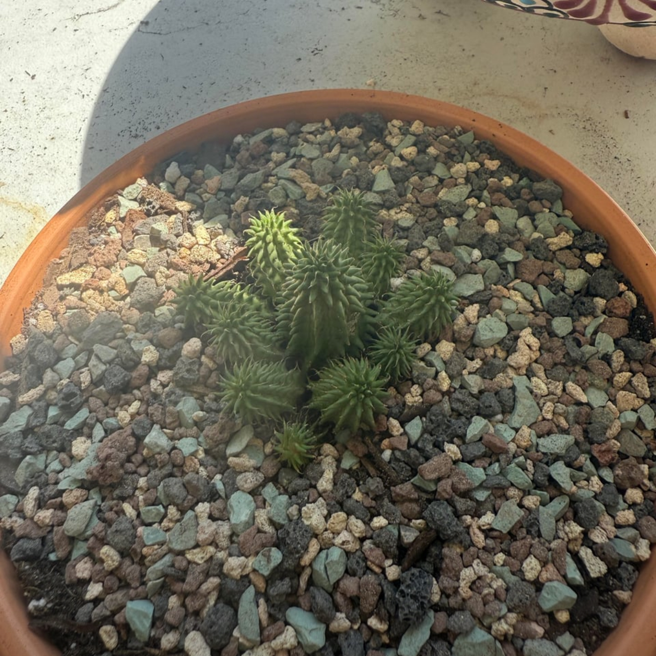 Photo of the plant species Variegated Euphorbia susannae by @NightBloom named Susanna on Greg, the plant care app