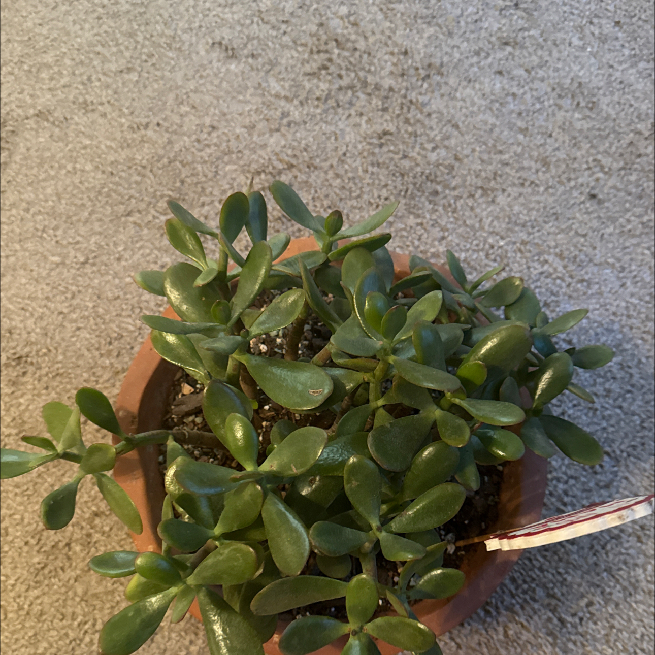 Photo of the plant species Hummels Sunset by @NightBloom named Moms Hummel on Greg, the plant care app