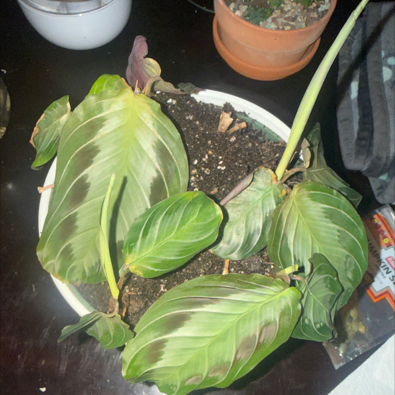 Photo of the plant species Maranta silver band prayer plant by @NightBloom named Bald headed heifer on Greg, the plant care app
