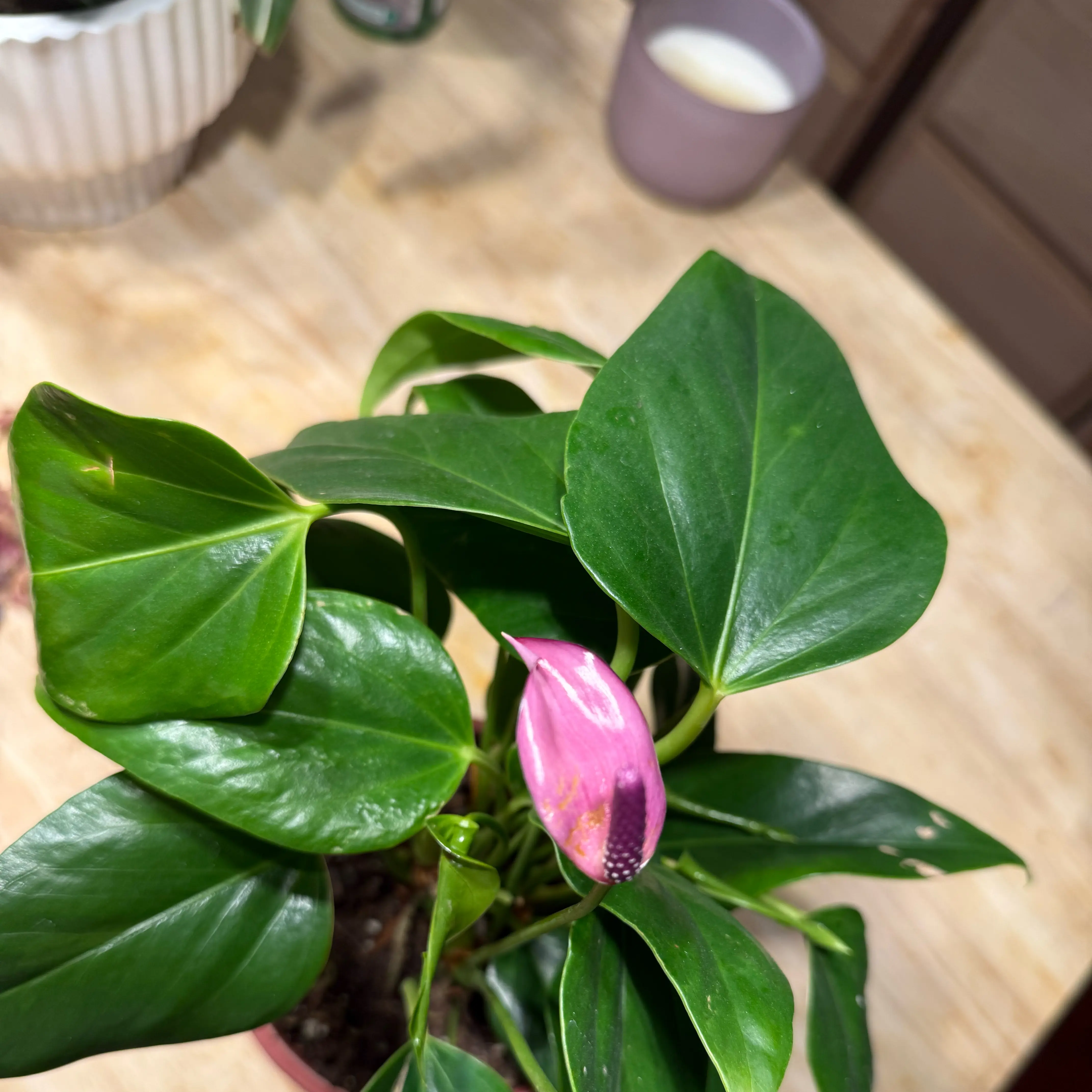 Photo of the plant species Anthurium Purple by @NightBloom named Purple Anthurium on Greg, the plant care app