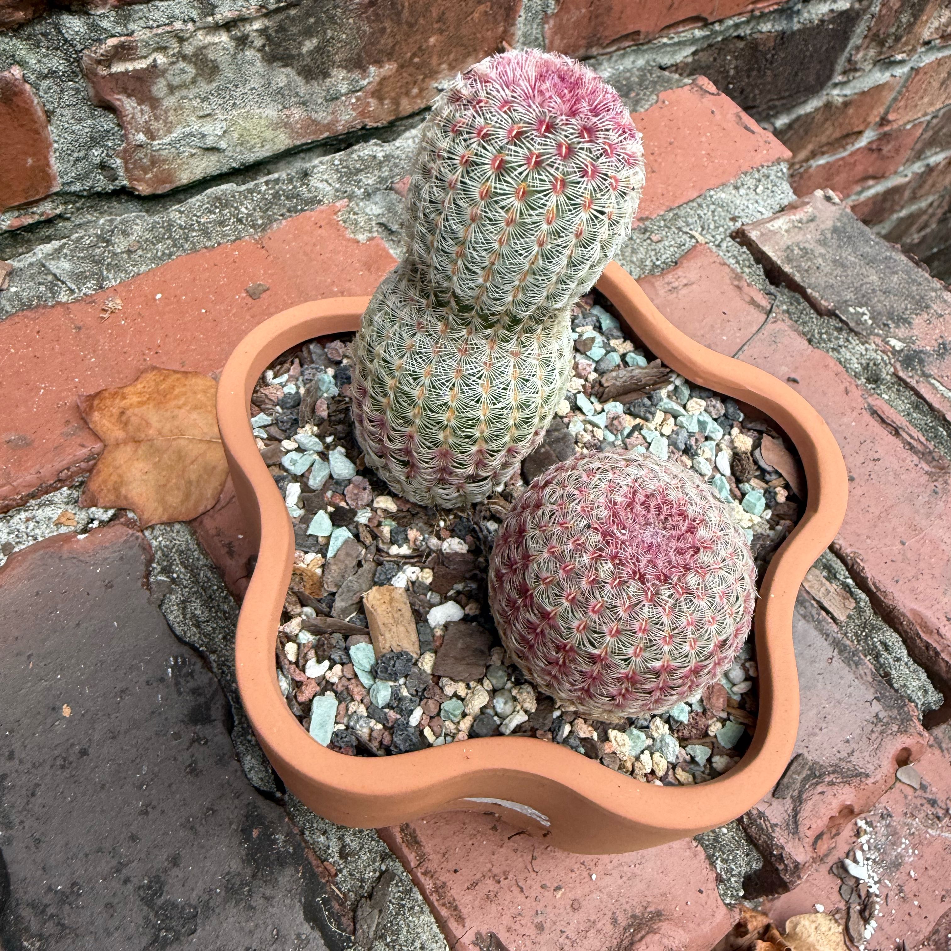 Photo of the plant species Rainbow Hedgehog Cactus 'Album' by @NightBloom named Sonic on Greg, the plant care app