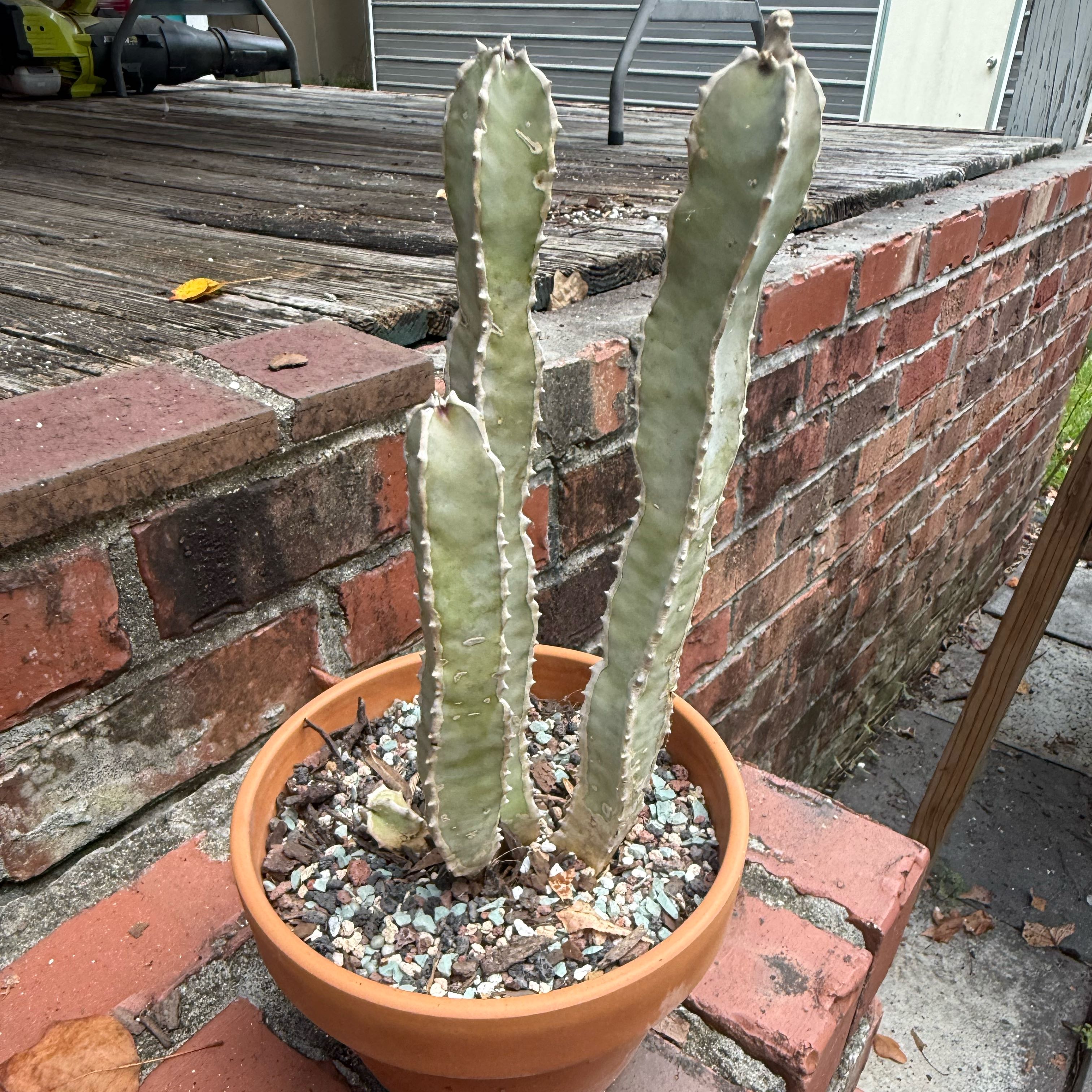 Photo of the plant species Caralluma speciosa by @NightBloom named Carrie on Greg, the plant care app